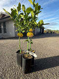 Meyer Lemon Tree