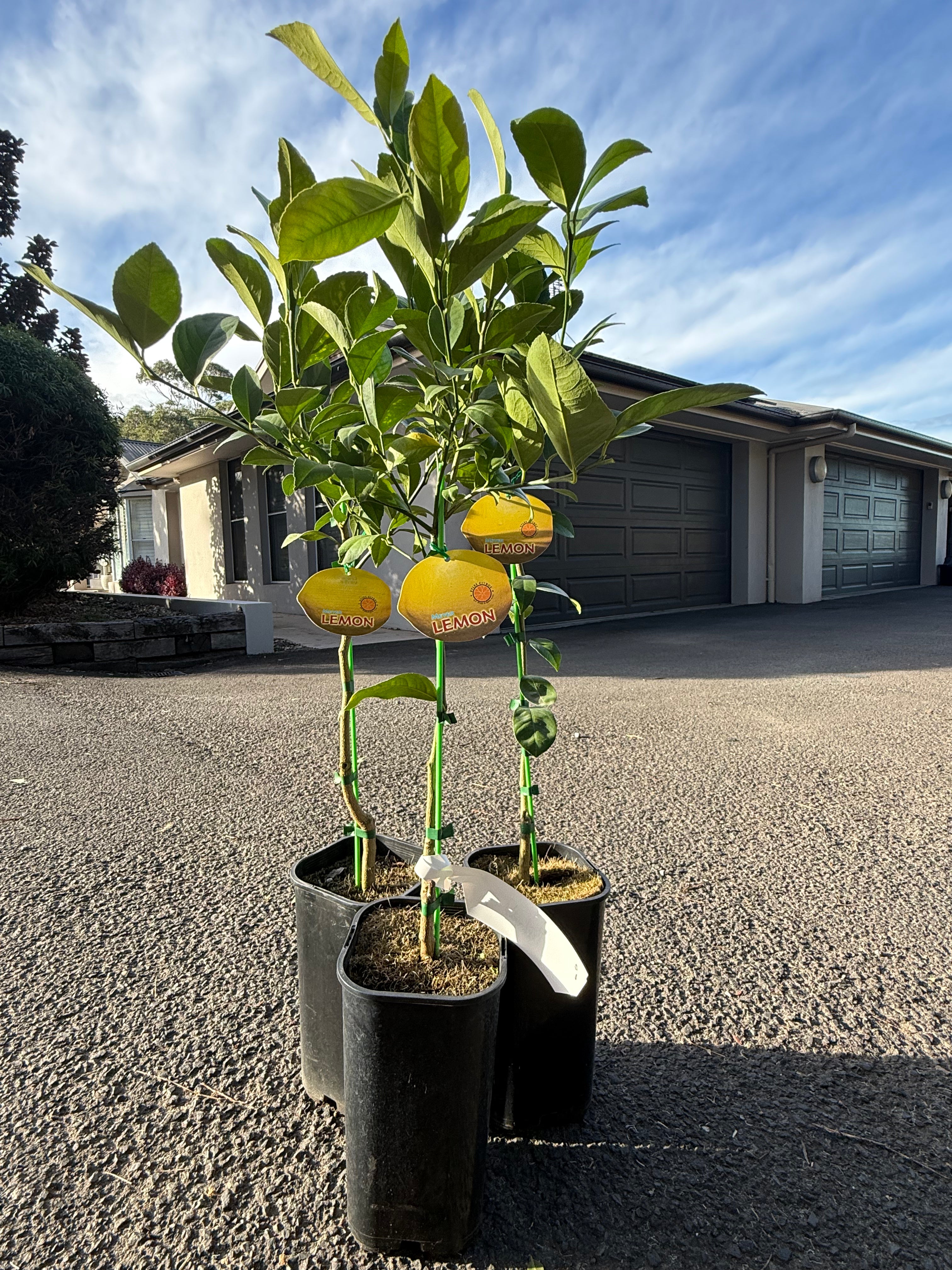 Meyer Lemon Tree