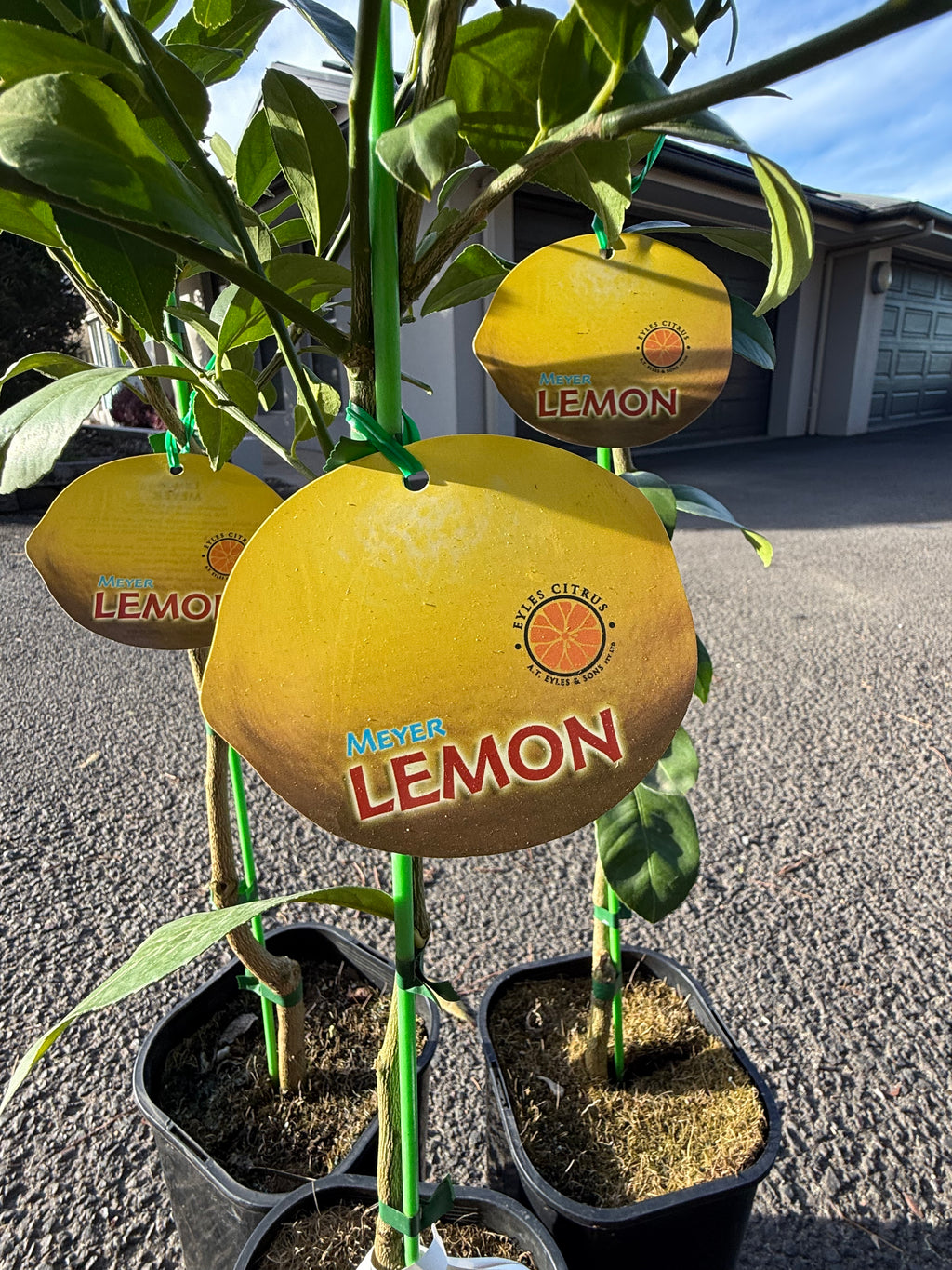 Meyer Lemon Tree
