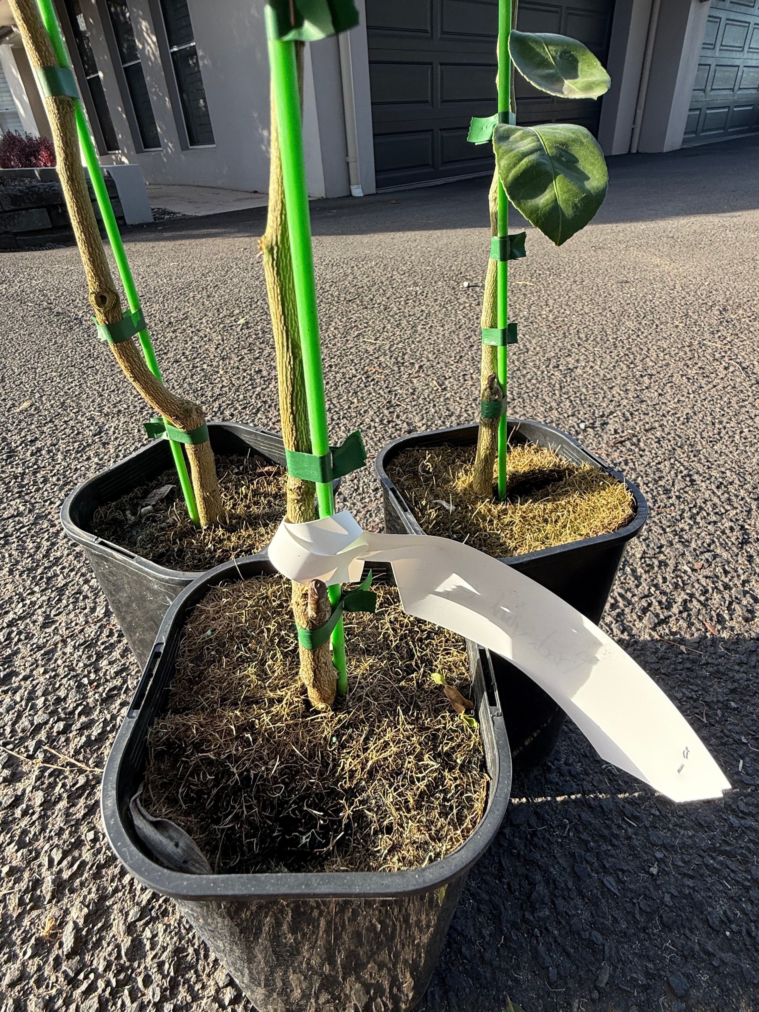 Meyer Lemon Tree