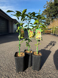 Tahitian Lime Tree