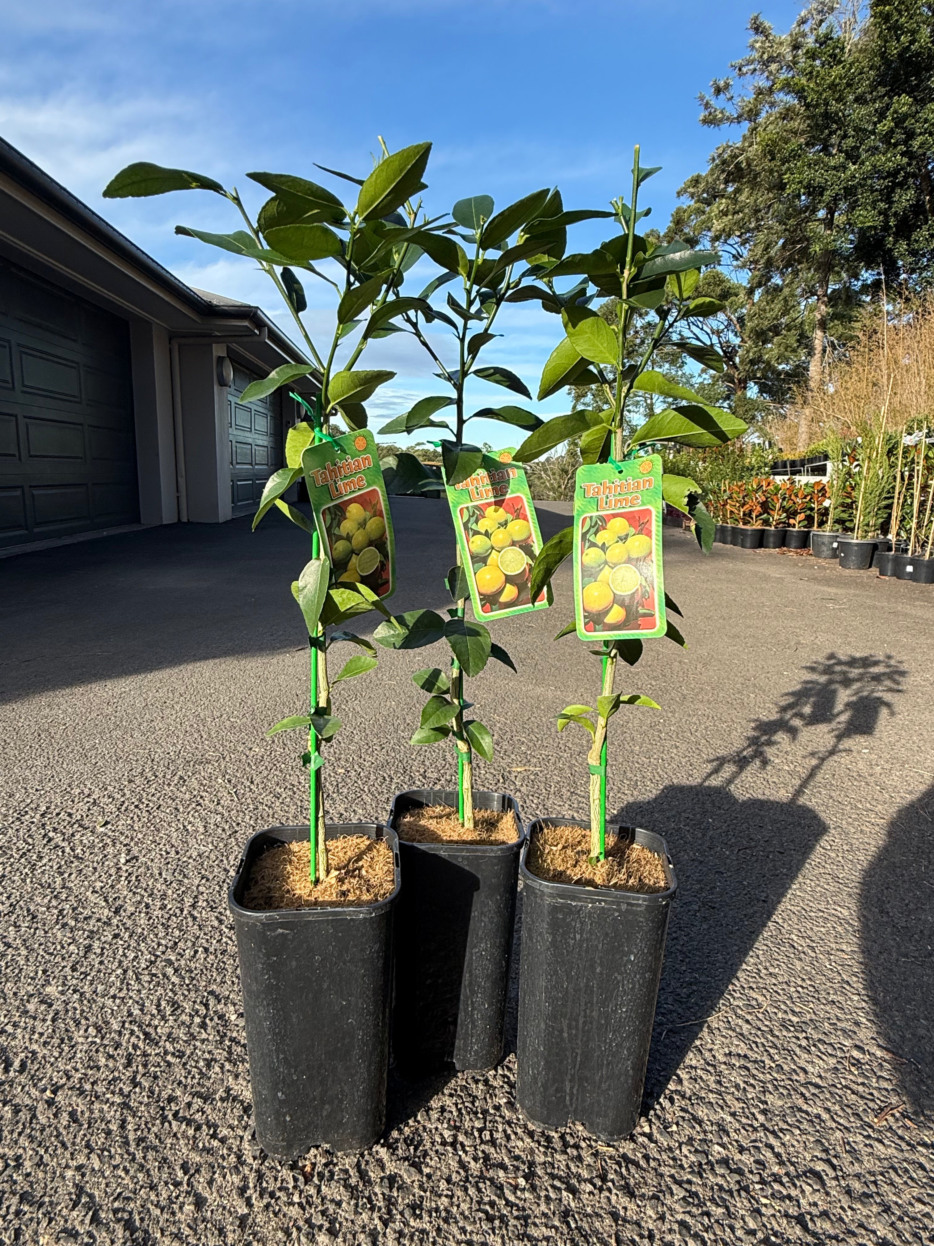 Tahitian Lime Tree