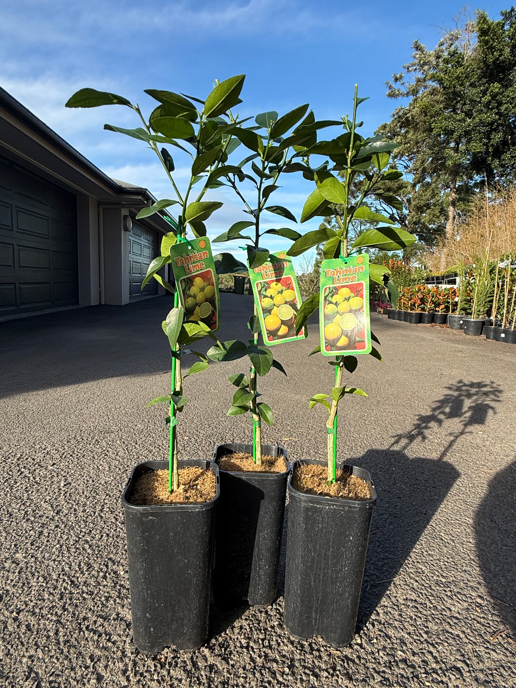Tahitian Lime Tree