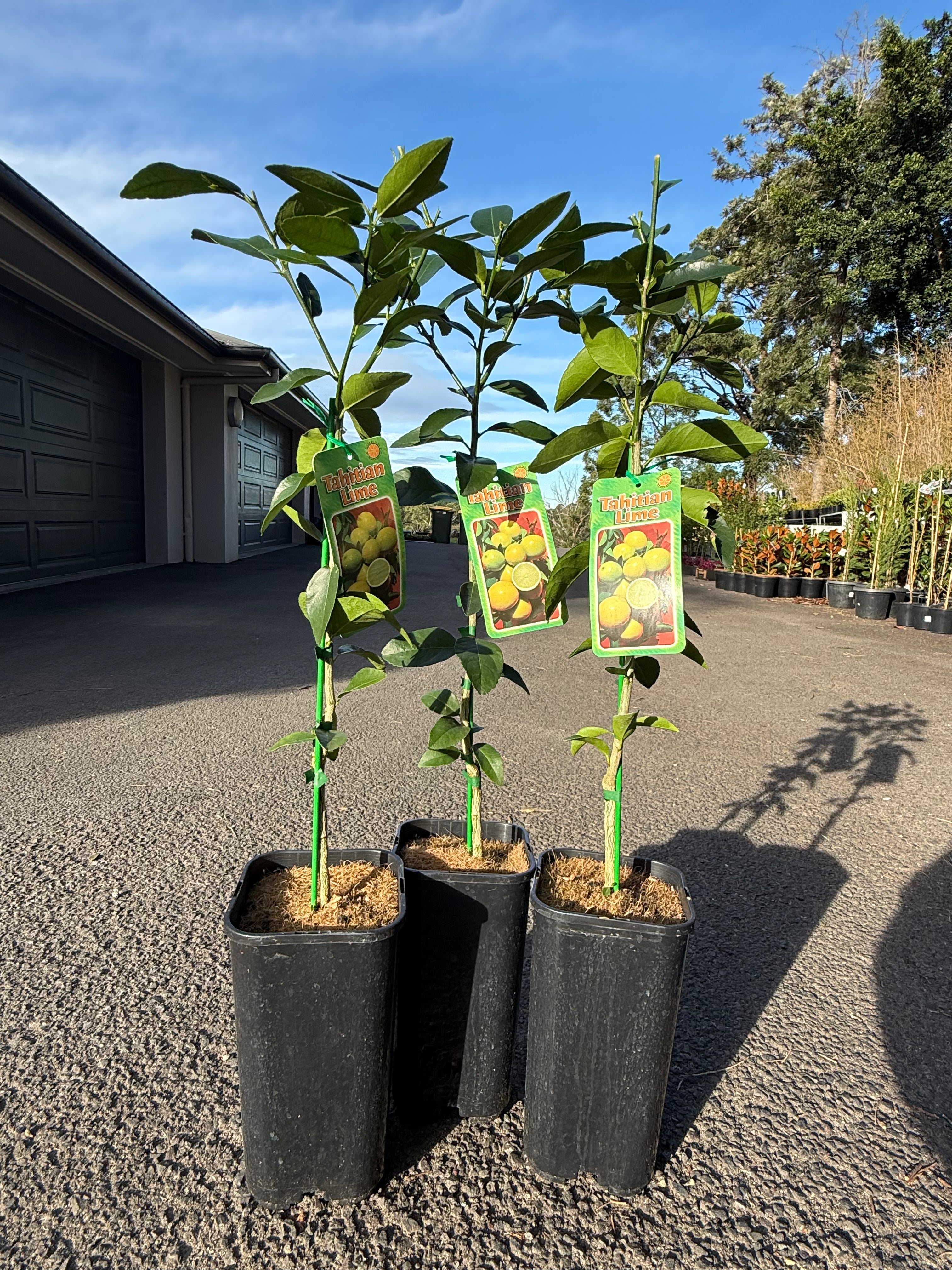 Tahitian Lime Tree