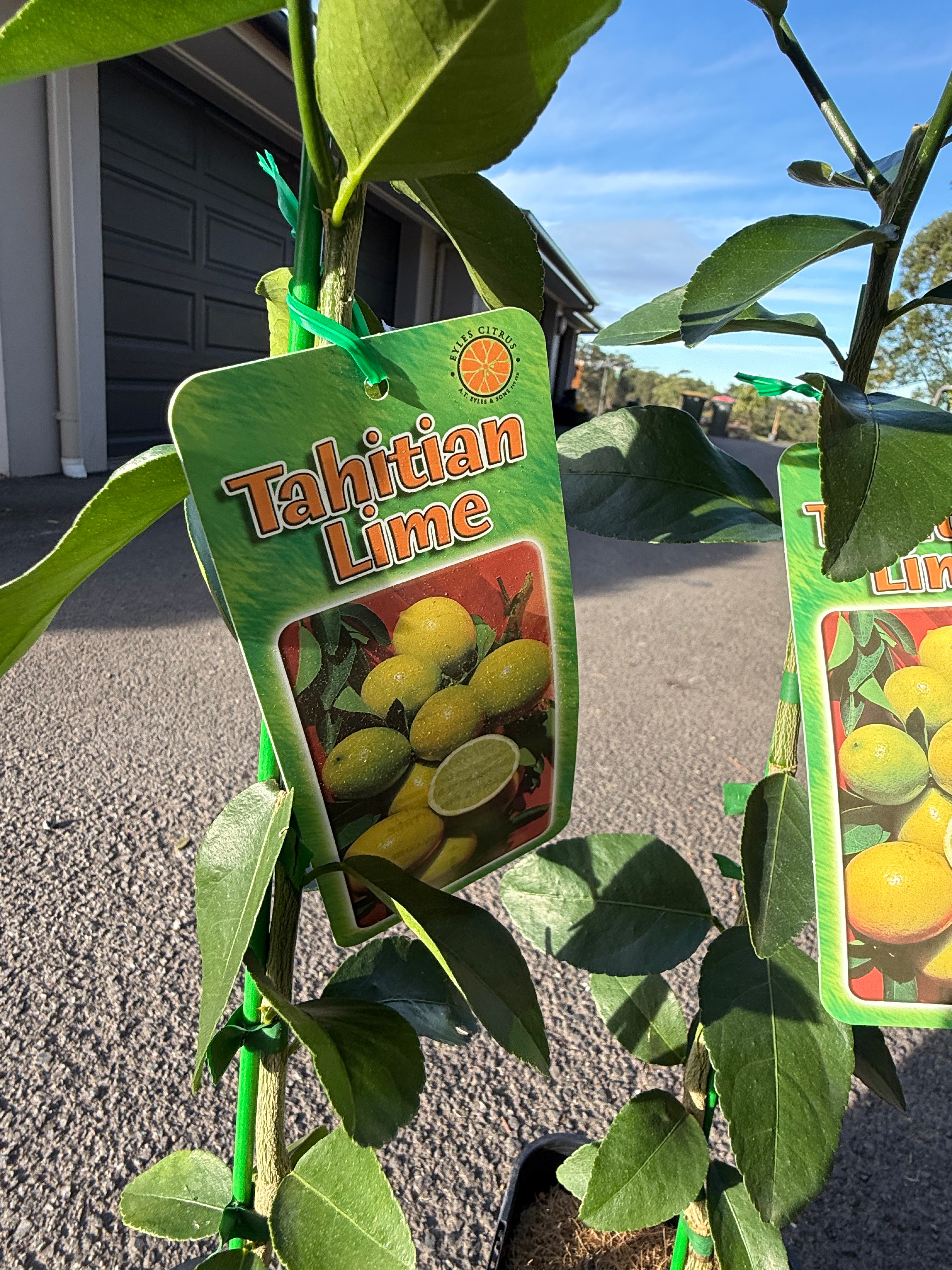 Tahitian Lime Tree