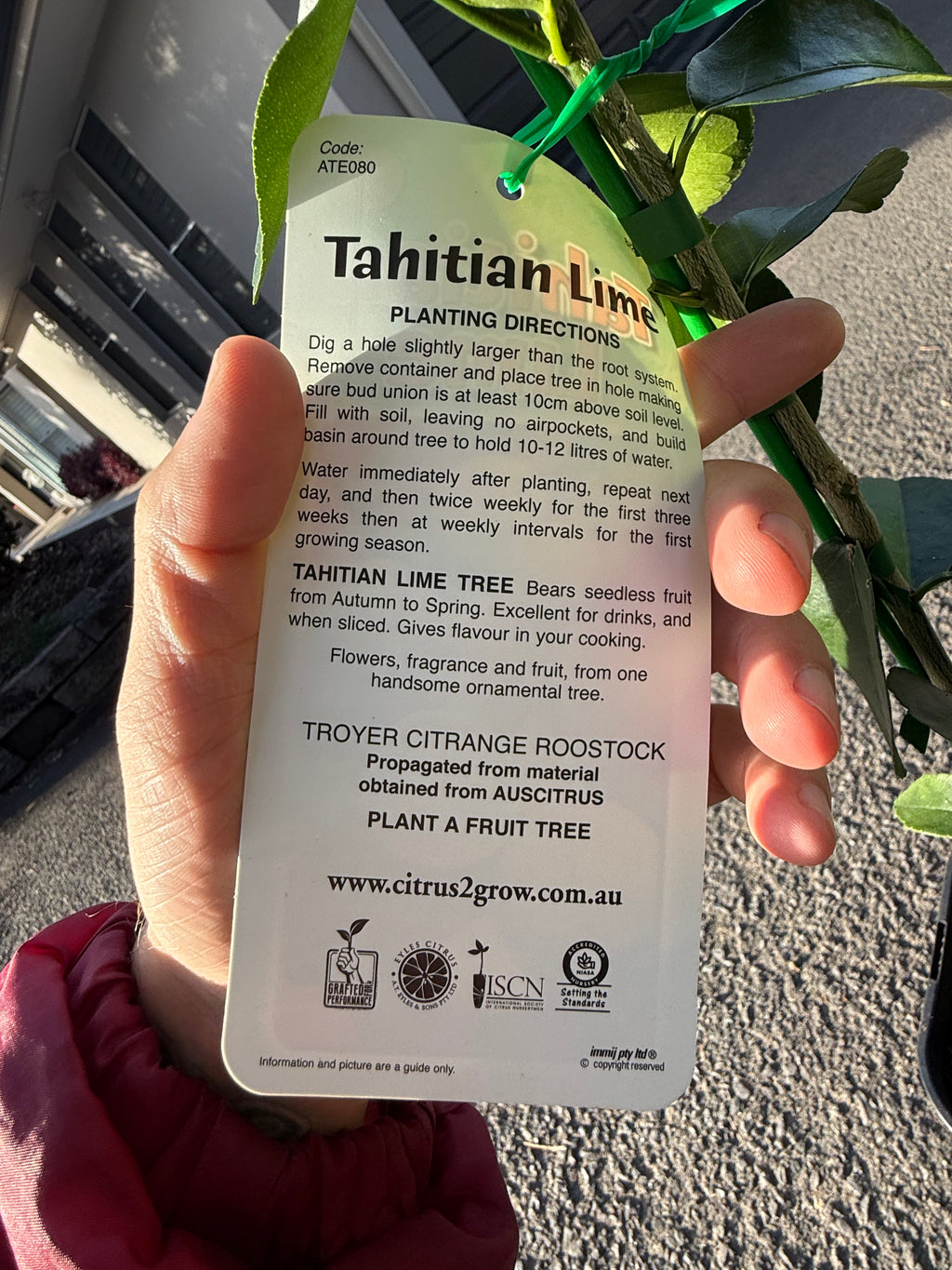 Tahitian Lime Tree