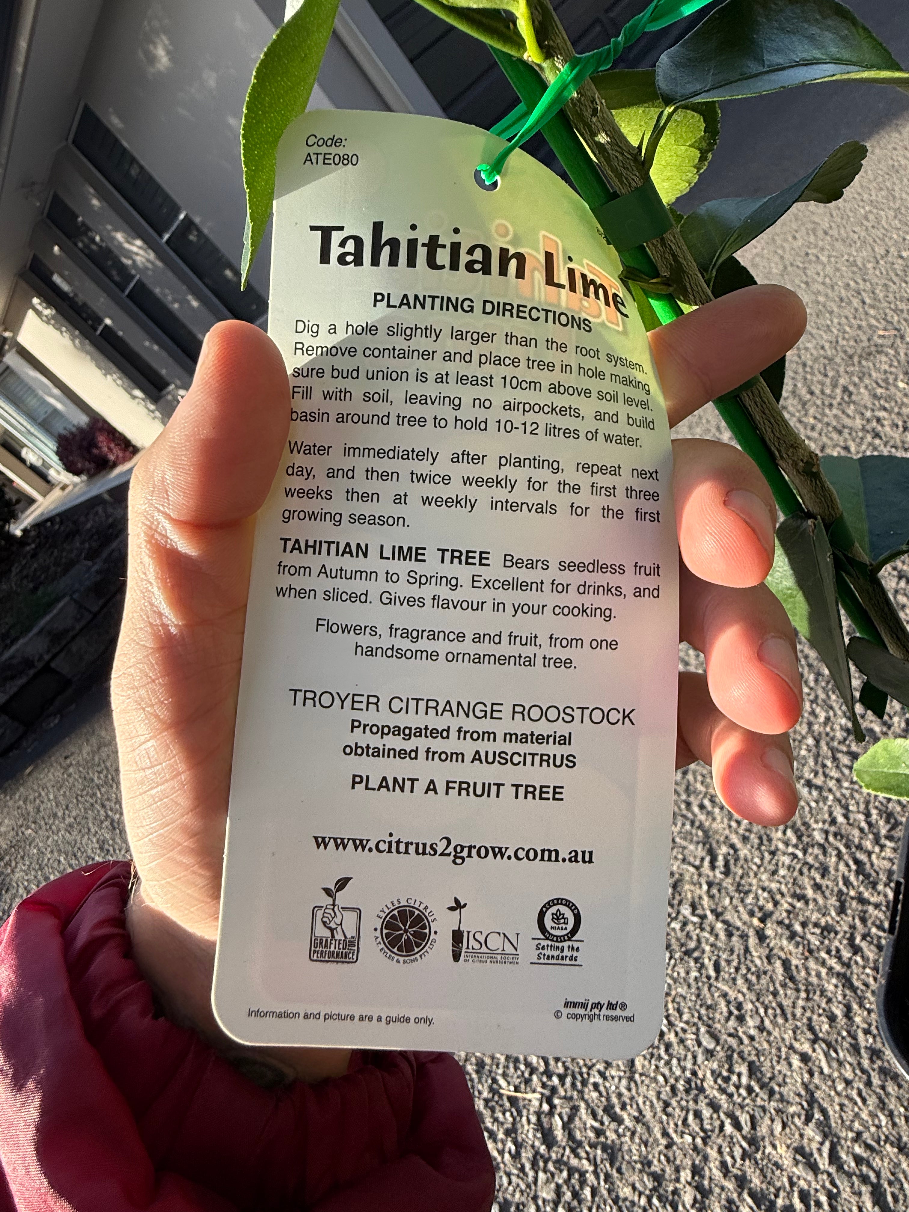 Tahitian Lime Tree
